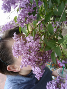 The-scent-of-lilacs