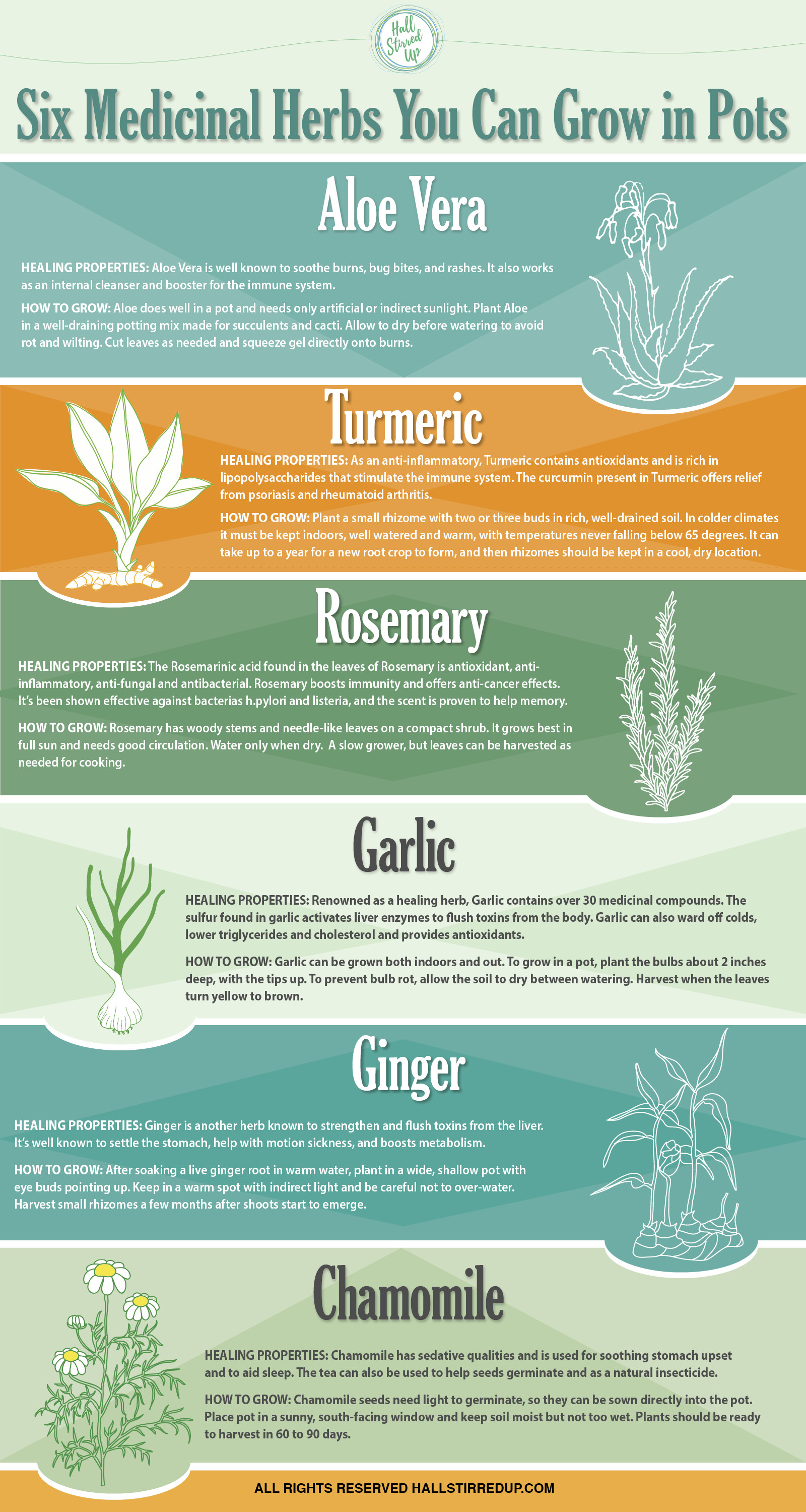 6-Medicinal-Herbs-You-Can-Grow-In-Pots-Infographic