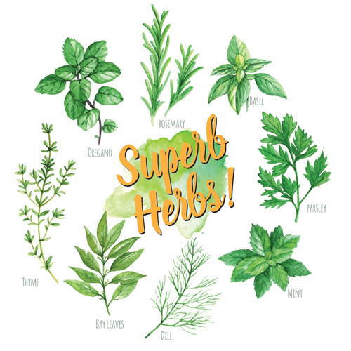 super-herbs-4-key-benefits