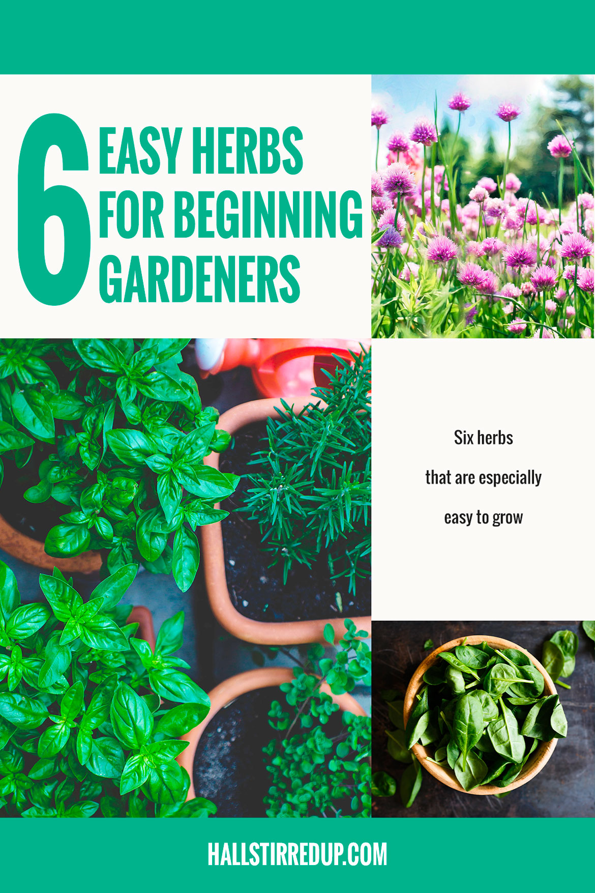 6-easy-herbs-for-beginning-gardeners