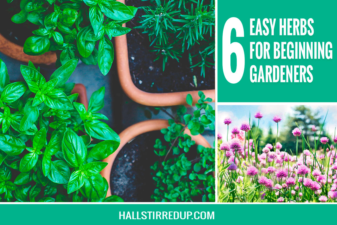 6 Easy Herbs for Beginning Gardeners