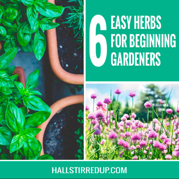 6-easy-herbs-for-beginning-gardeners