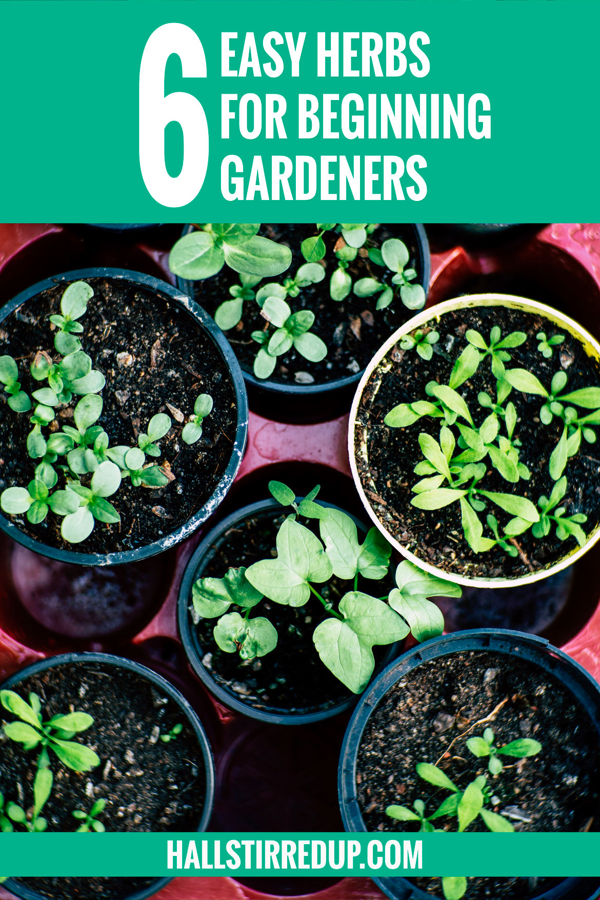 6-easy-herbs-for-beginning-gardeners