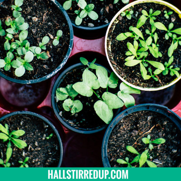 6-easy-herbs-for-beginning-gardeners