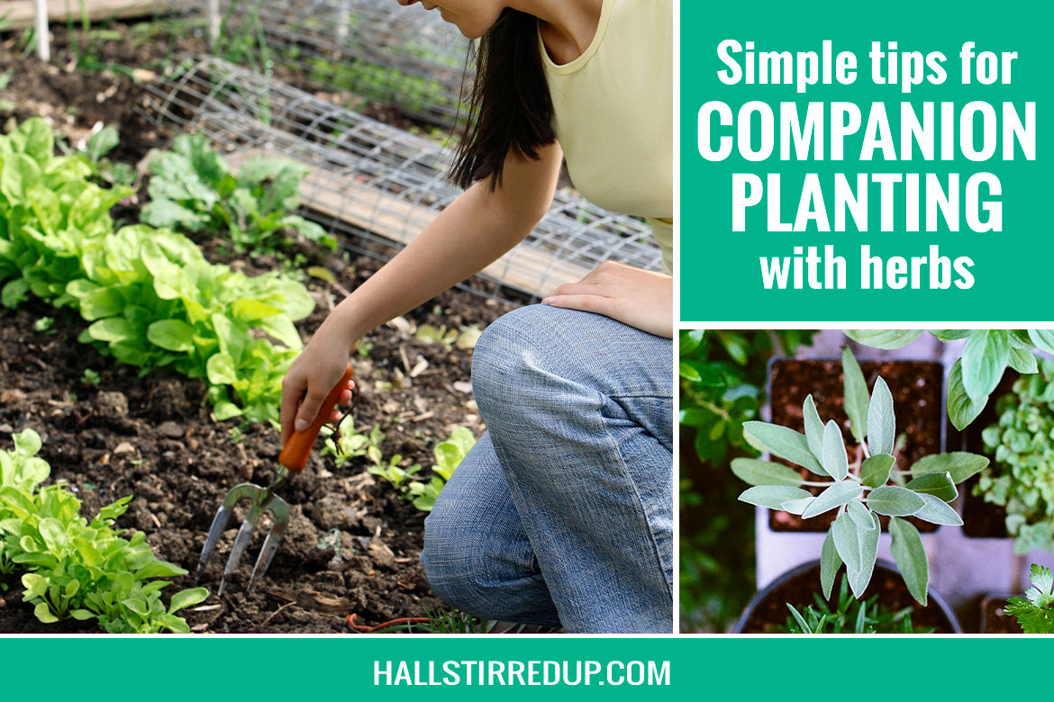 Simple Tips for Companion Planting with Herbs