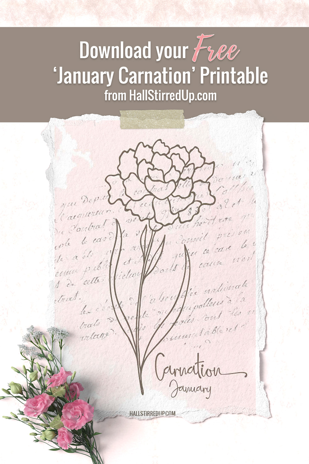 carnation-january-birth-flower-new-series-includes-printable