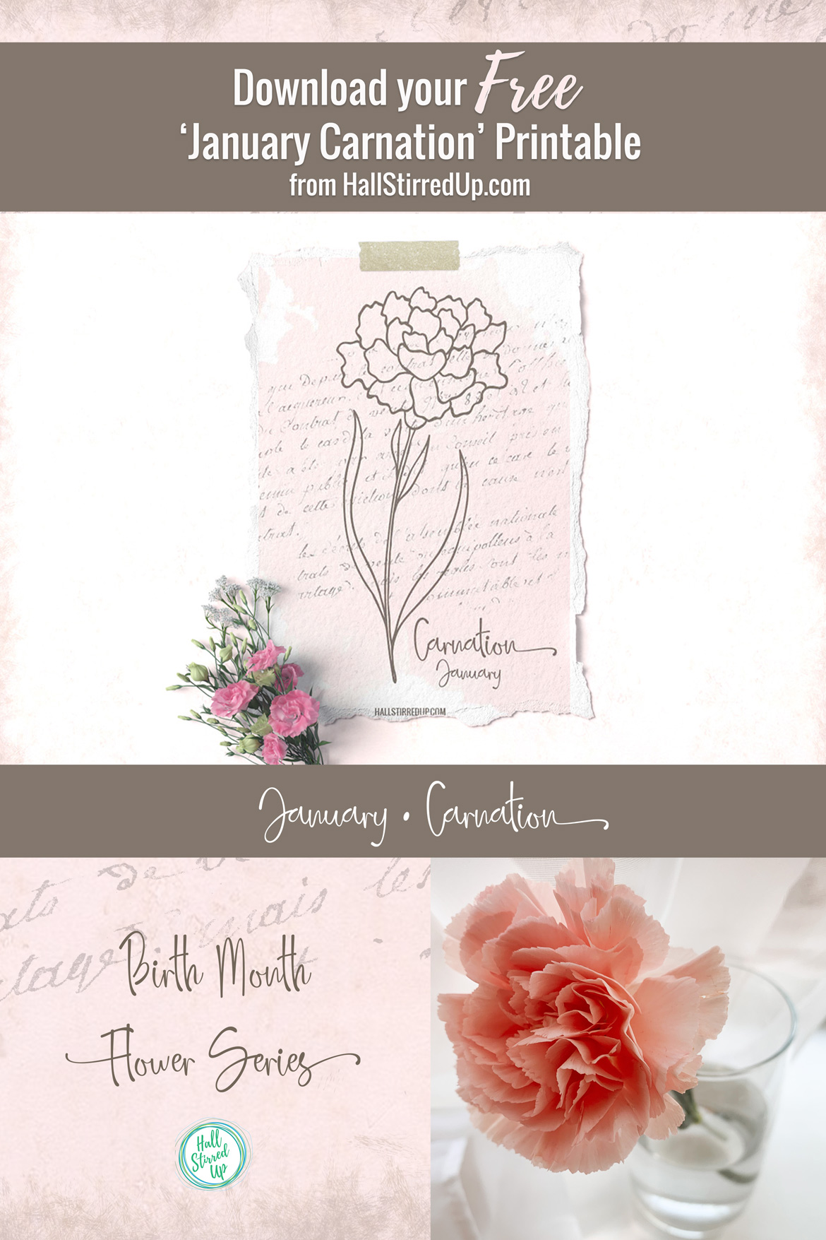 carnation-january-birth-flower-new-series-includes-printable