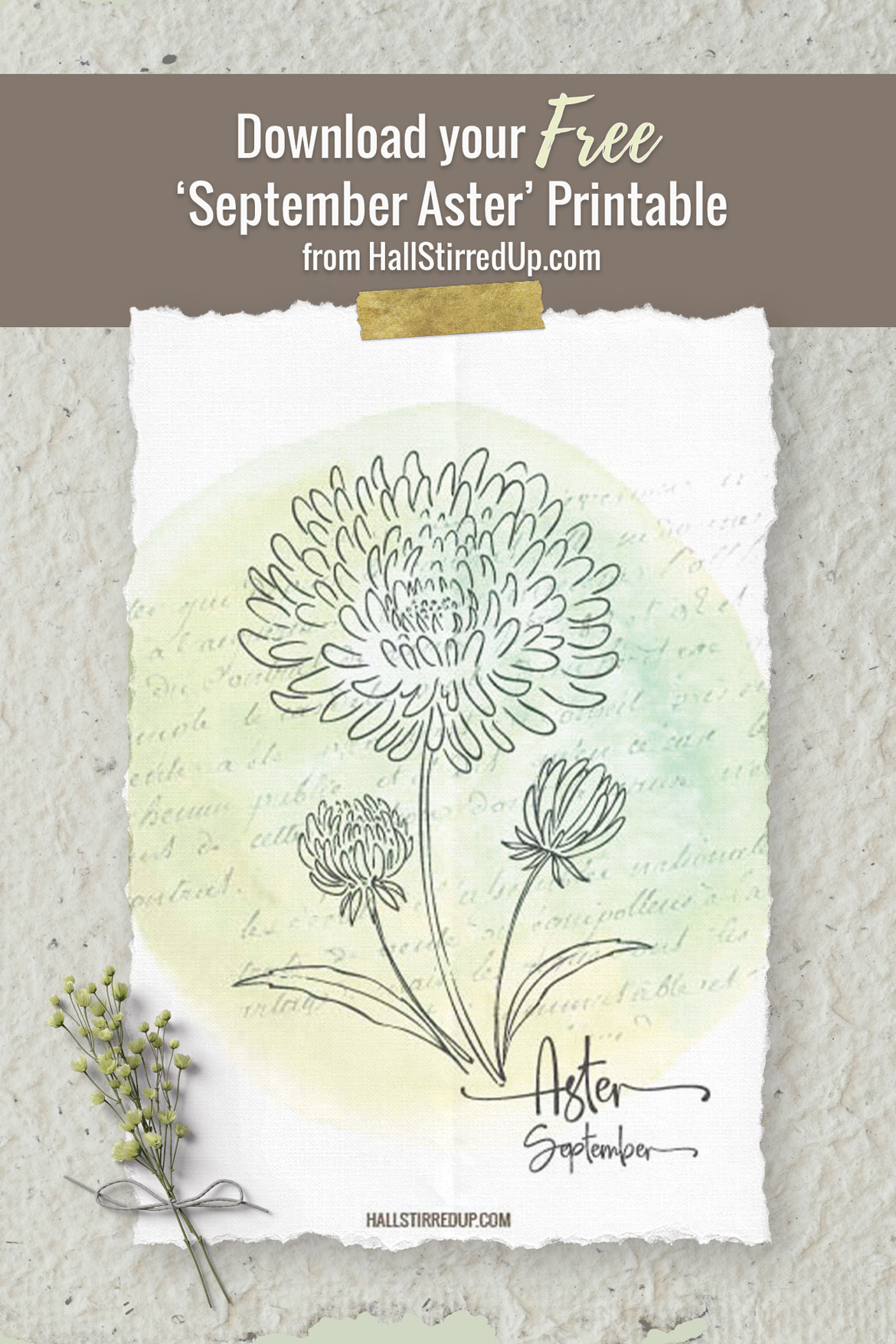 The pretty Aster is September's Birth Flower and includes a free printable