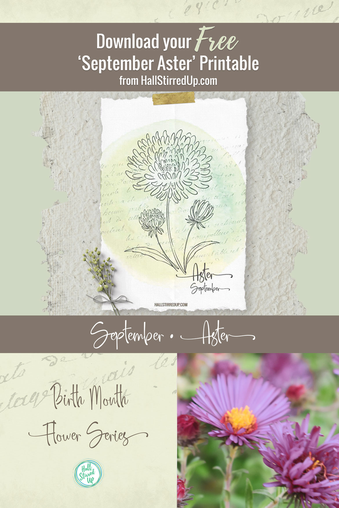 The pretty Aster is September's Birth Flower and includes a free printable