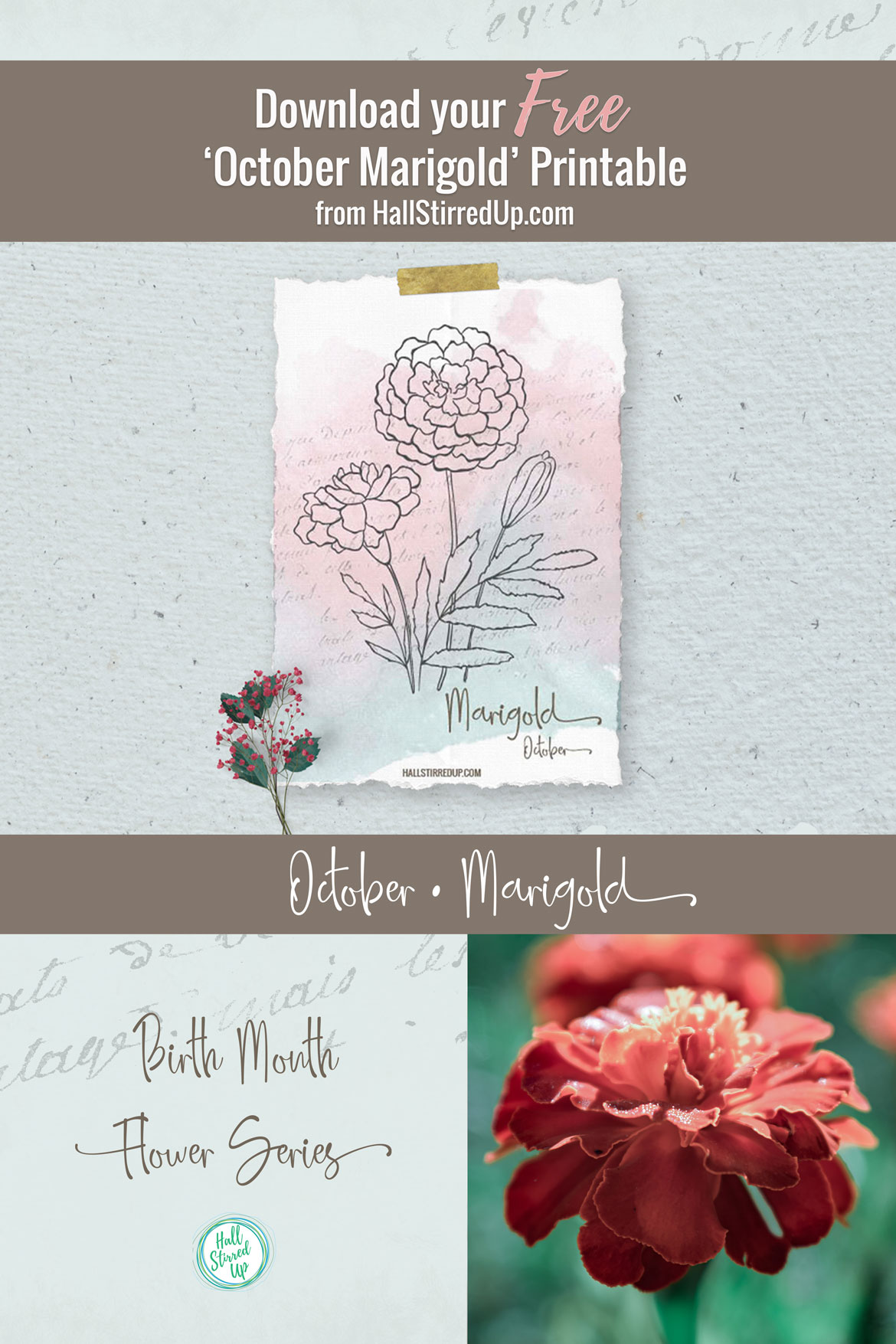 The spicy Marigold is October's birth flower Includes free printable
