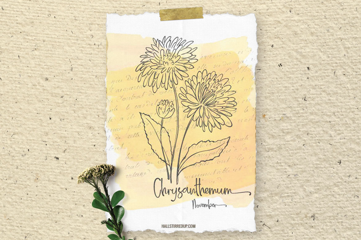 November’s birth flower is the beautiful Chrysanthemum! Includes free printable