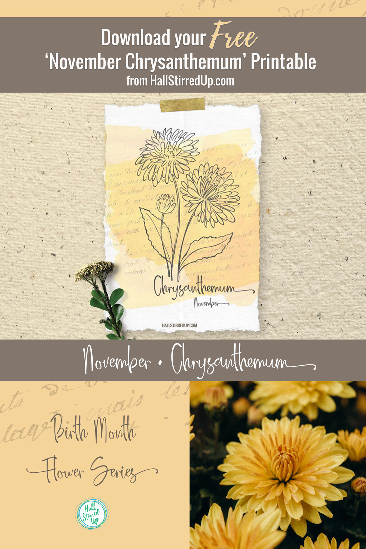 November's birth flower is the beautiful Chrysanthemum Includes printable