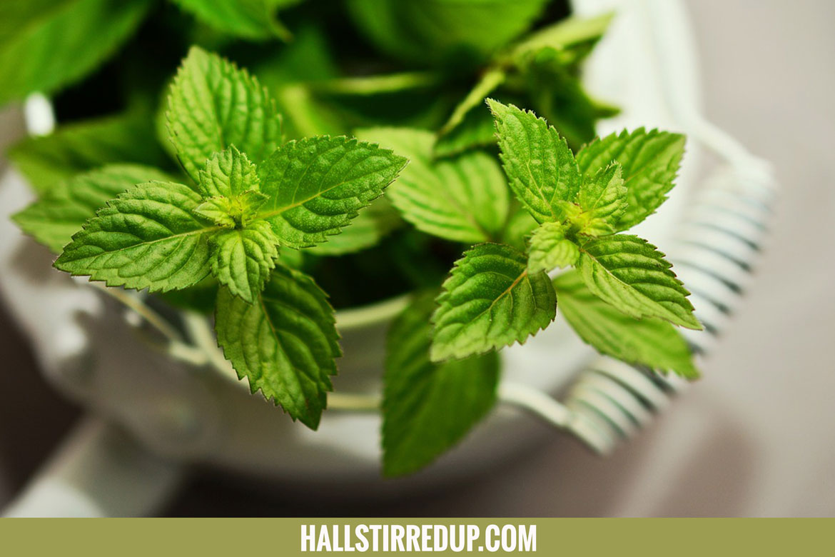 The healing benefits of Peppermint