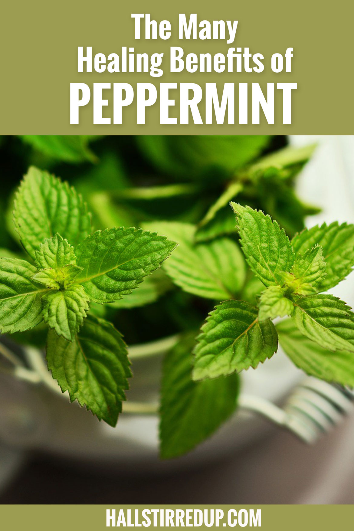 The many healing benefits of Peppermint