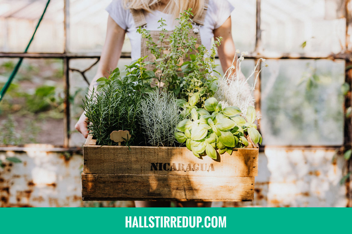 Create Your Own Indoor Herb Garden