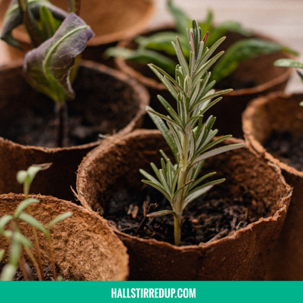 Create your own indoor herb garden
