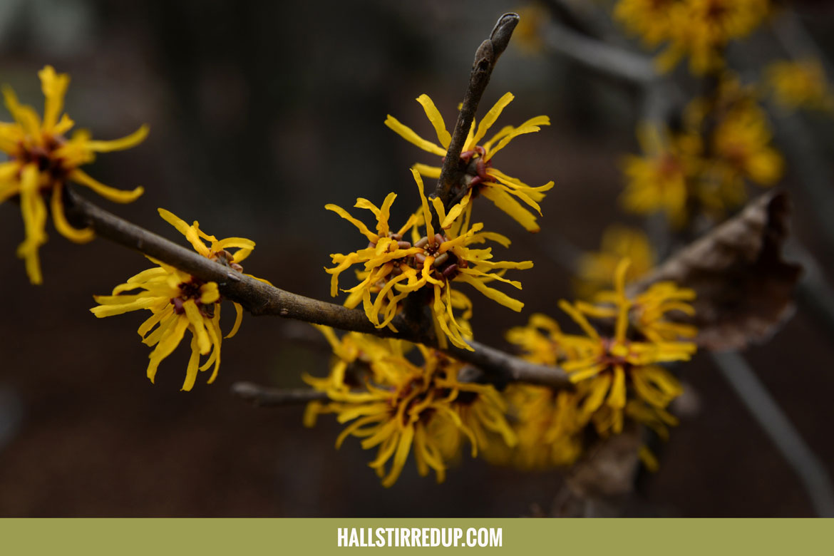 The health benefits of Witch Hazel