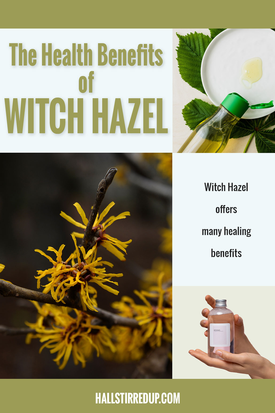 The Health Benefits of Witch Hazel