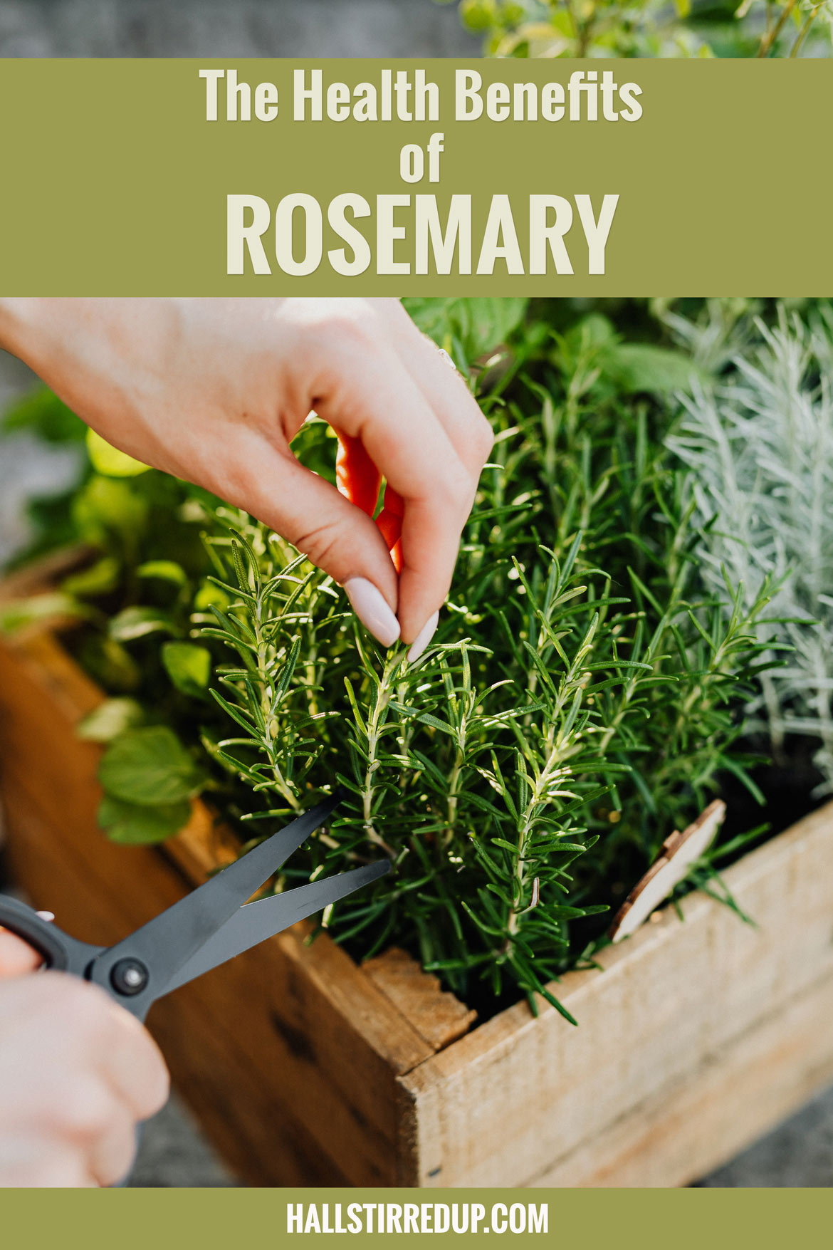 The Healing Benefits of Rosemary