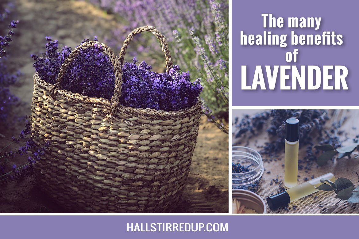 The many healing benefits of Lavender
