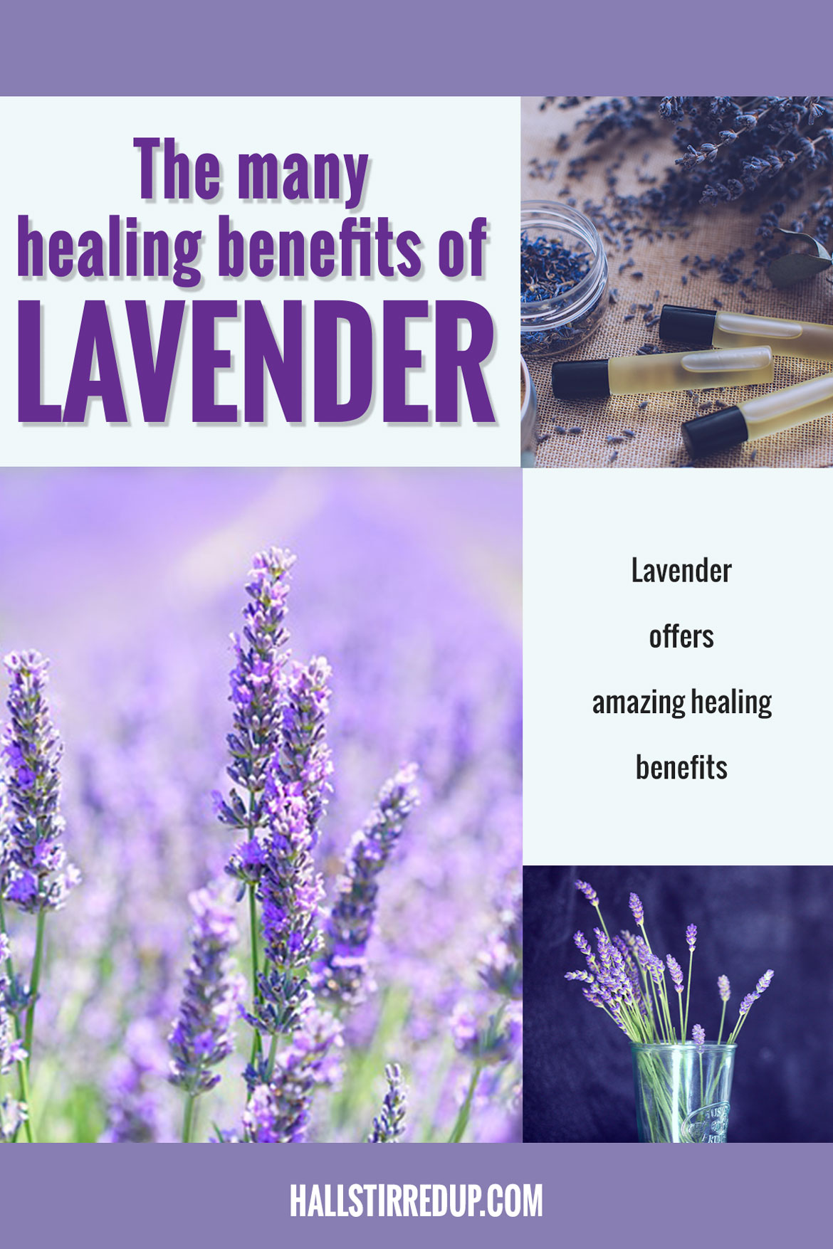 The many healing benefits of Lavender