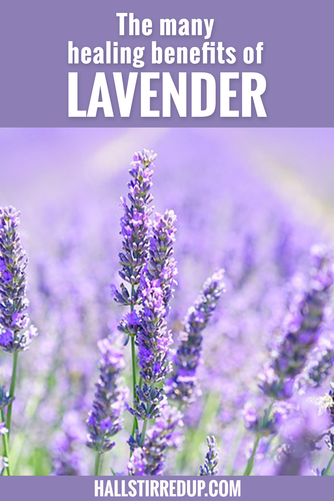 The many healing benefits of Lavender