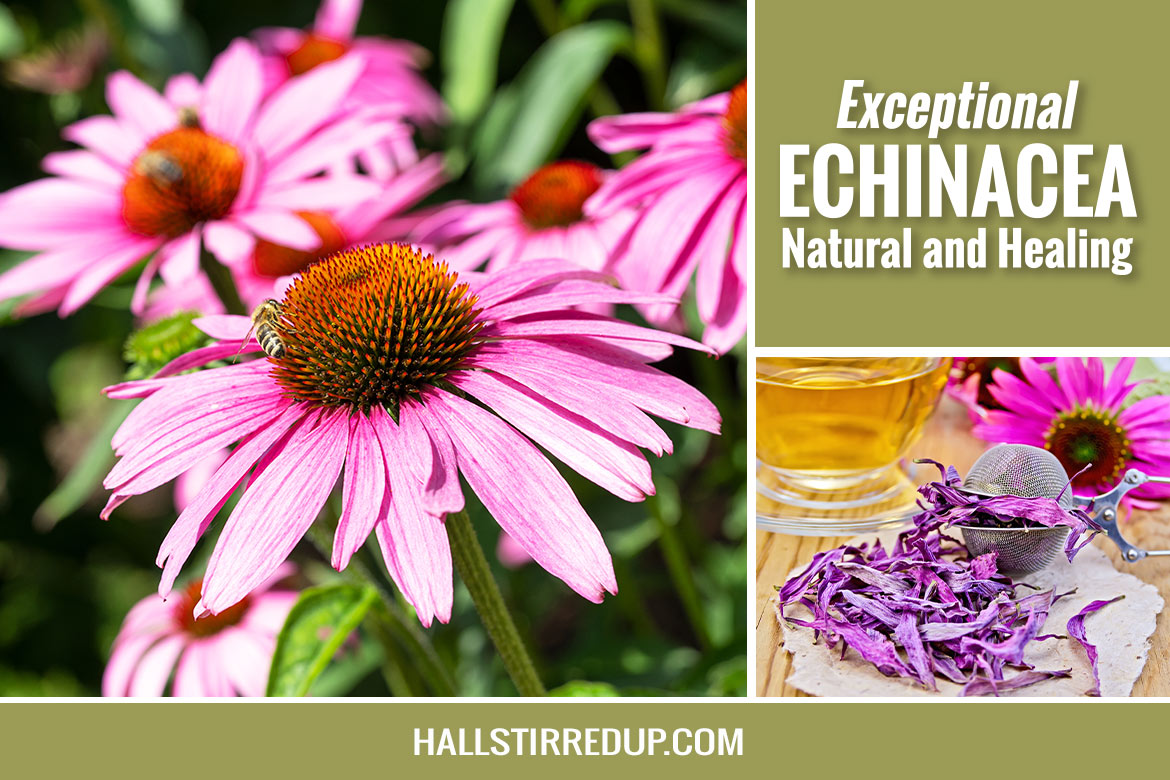 Exceptional Echinacea! Natural and healing