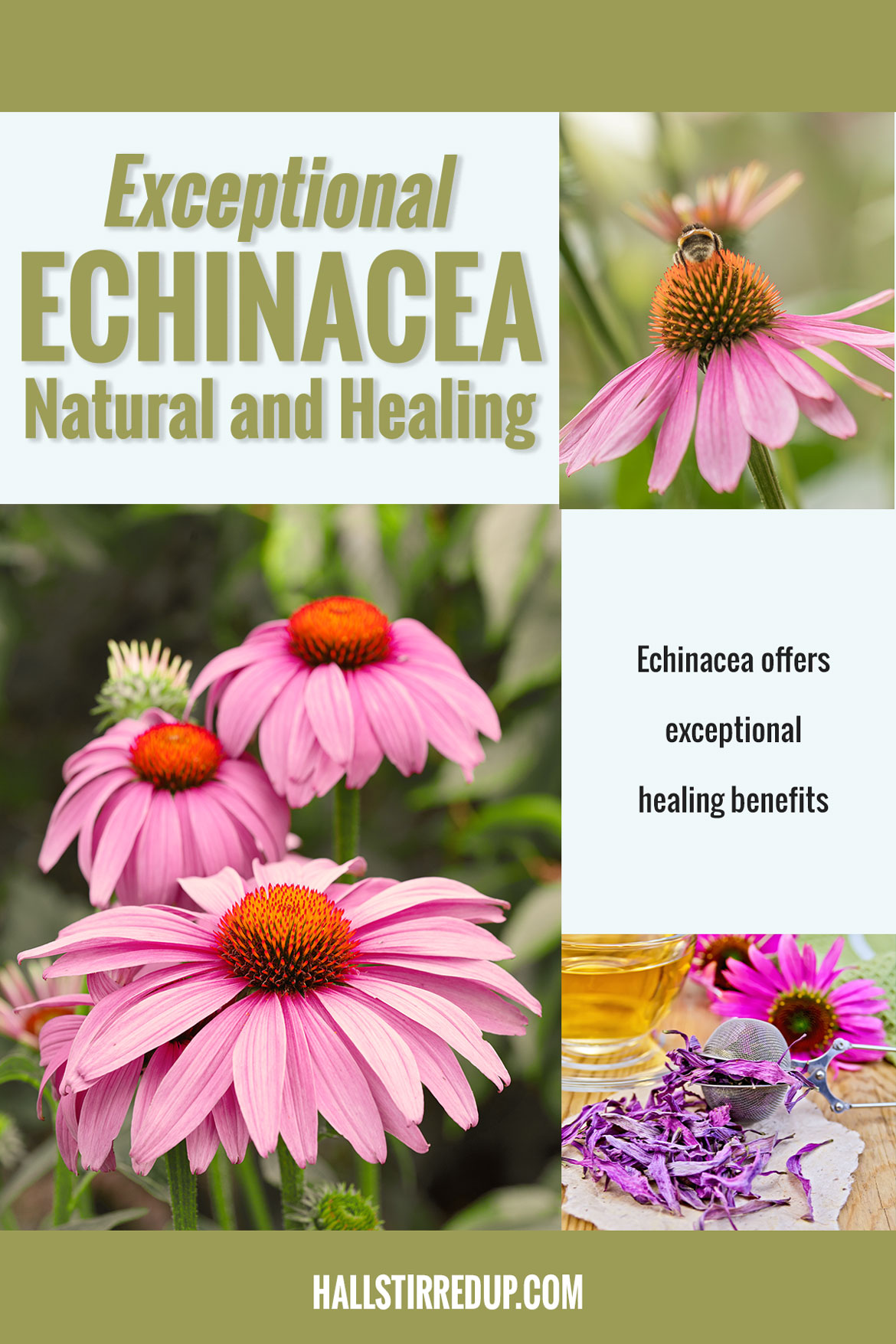 Exceptional Echinacea Natural and Healing