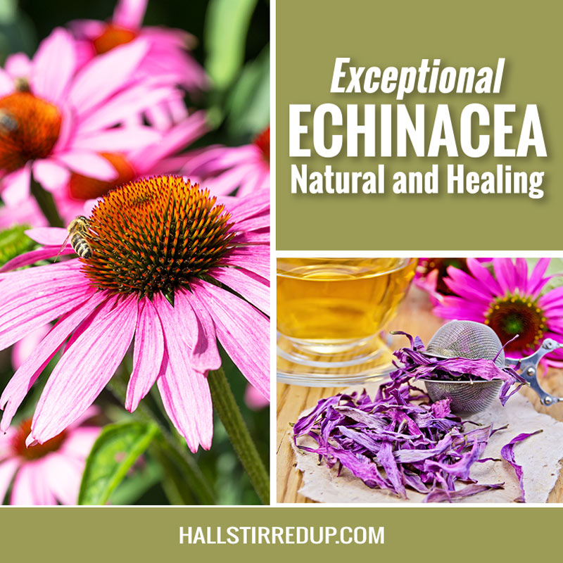 Exceptional Echinacea Natural and Healing