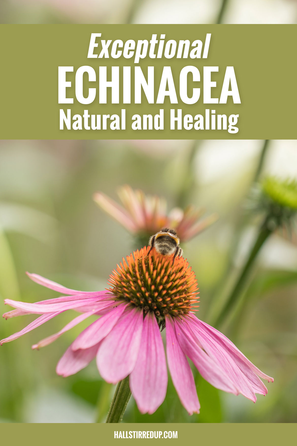 Exceptional Echinacea Natural and Healing