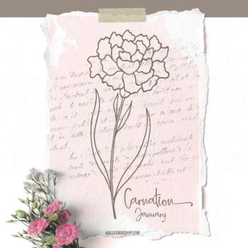 Carnation is January's birth flower - new series includes printable!