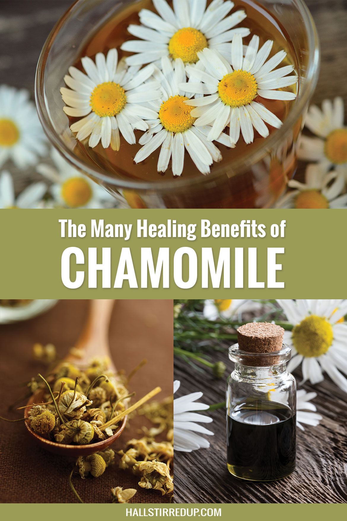 The Many Healing Benefits of Chamomile