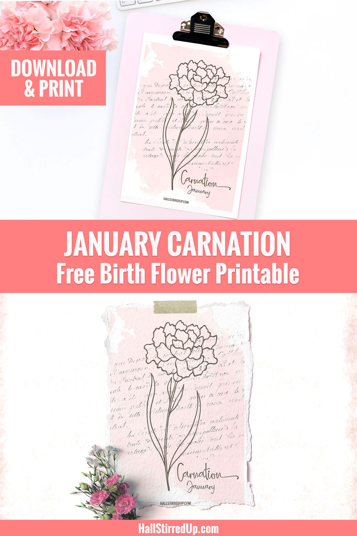 Carnation is January's Birth Flower - new series includes free printable