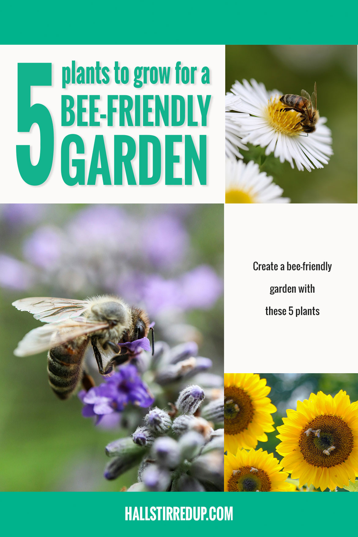 5 plants to grow for a bee-friendly garden