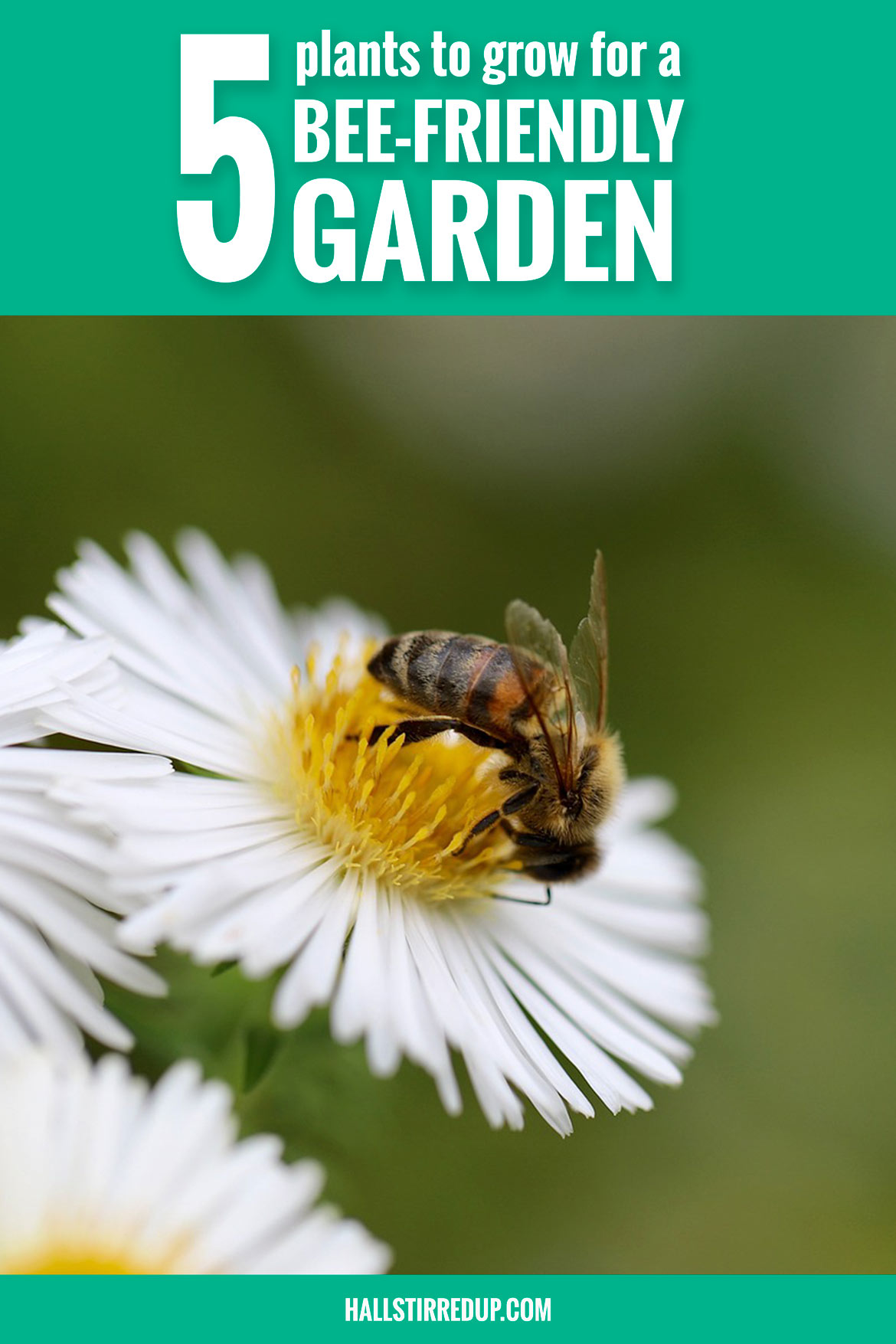 5 plants to grow for a bee-friendly garden